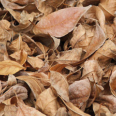 фото "autumn"