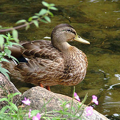 photo "Duck"