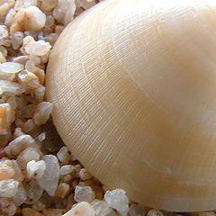 фото "the shell"