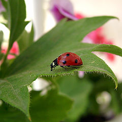 photo "Easter days"