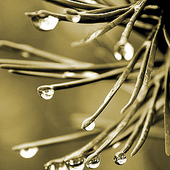 photo "Rain which you have presented me..."