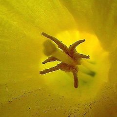 photo "daffodil/Сердце цветок/"