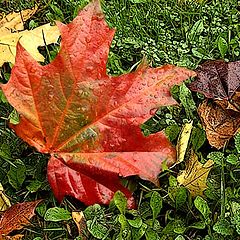 photo "Red maple leaf"
