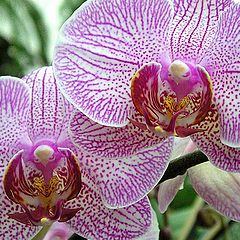 фото "Orchidea-2"