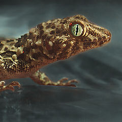 photo "Reptile"