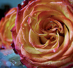 photo "Rose"