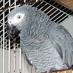 photo "Parrot from St. Tome"