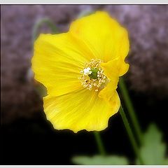 photo "yellow poppy"
