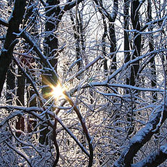 photo "winter sun"