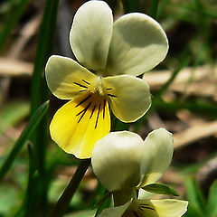 photo "tenderness"