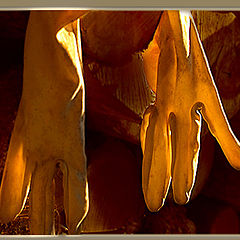 photo "gloves"