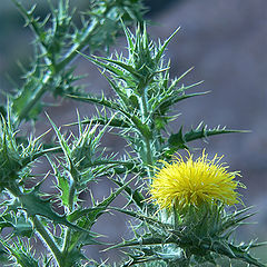 photo "Flower of thistle"