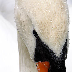 фото "swan"