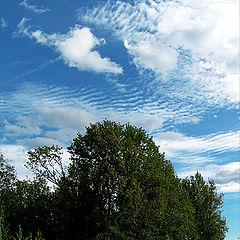 photo "Summer sky."
