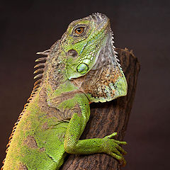 photo "Iguana 2"