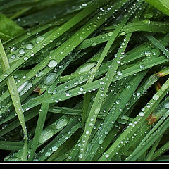 photo "Pattern of a grass, a rain trampled down..."