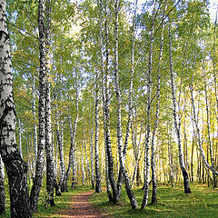 photo "Birch grove"