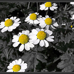 photo "Camomiles"