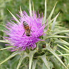 фото "Thistle and Bumble Bee"