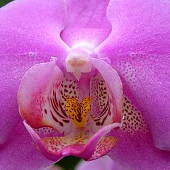 фото "Orchidea-3"