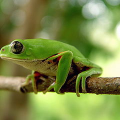фото "Tree frog"