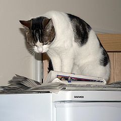 photo "Clever cat - reading the news"