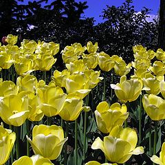 фото "Tulps"