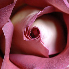 photo "Rose"