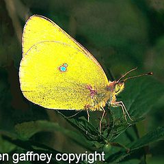 photo "yellow butterfly"
