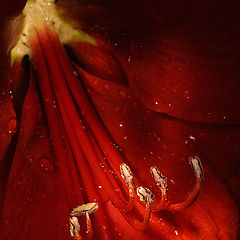 фото "Red flower..."