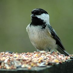 photo "Chikadee's treasure"