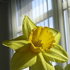 фото "narcis"