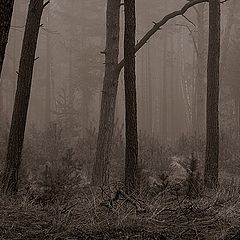 photo "Small Forest"
