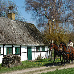 photo "horserace"