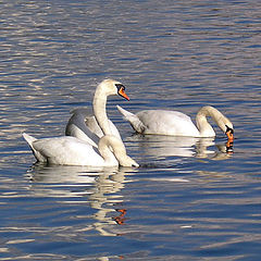 photo "Swans"