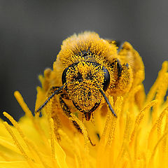 photo "I love Yellow !"