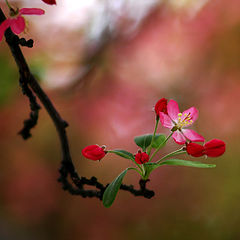 photo "Blossom"