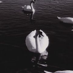 photo "Swan Symmetry"