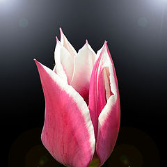 photo "tulip"