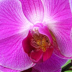 фото "Orchidea-4"