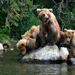 photo "Bear's Idyll"