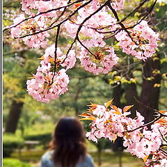 photo "Tokyo. Sakura."