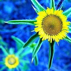 photo "Yellow flower"