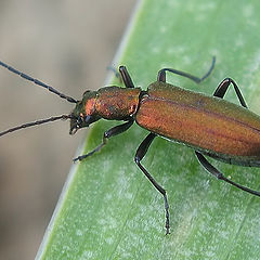 photo "~Colydiidae~"