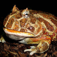 photo "Portrait horned frog"