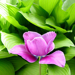 фото "Purple in Green"