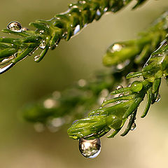 photo "tears of spring..."