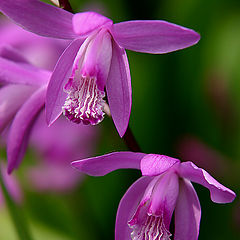 фото "Two Orchids"