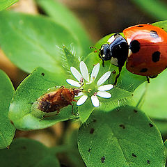 photo "Spring! The first appointment!.."