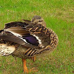 photo "Duck, spring motive."